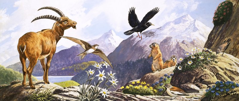 Vida salvaje en Europa Central, ilustración de "Nature