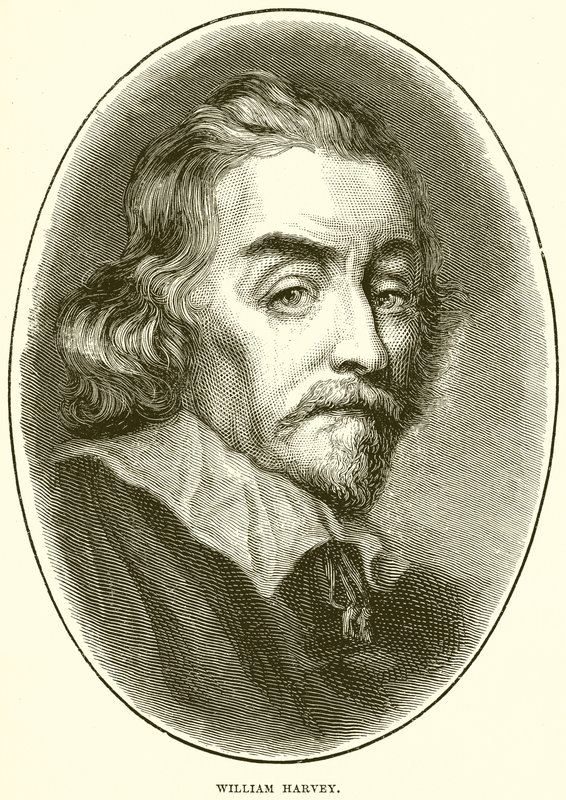 William Harvey de English School