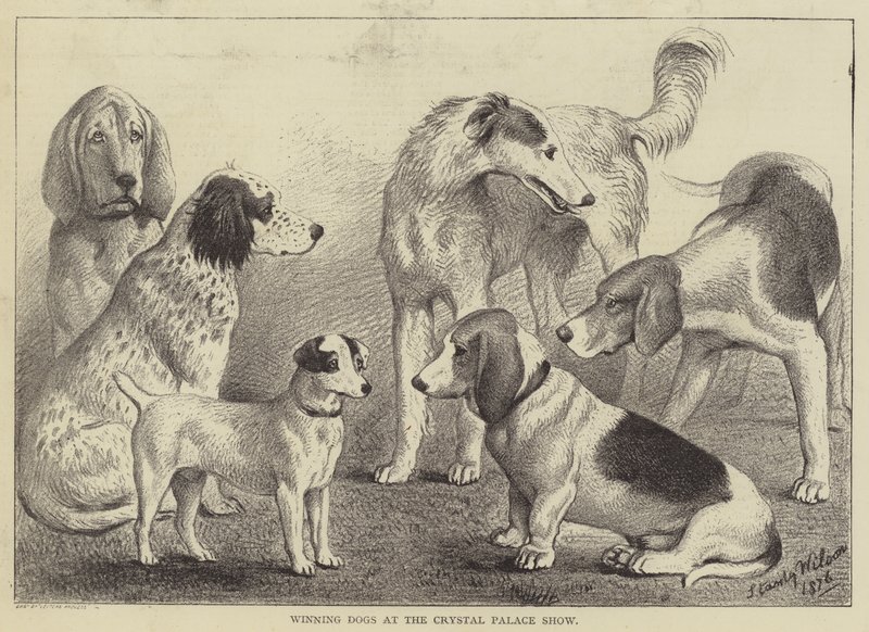 Perros Ganadores en la Exposición del Crystal Palace de English School
