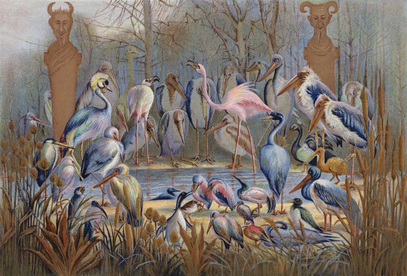 Sabia o no, un estudio de la avifauna (cromolito) de English School