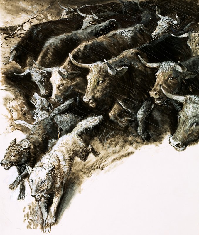 Lobos atrapados en una estampida de English School