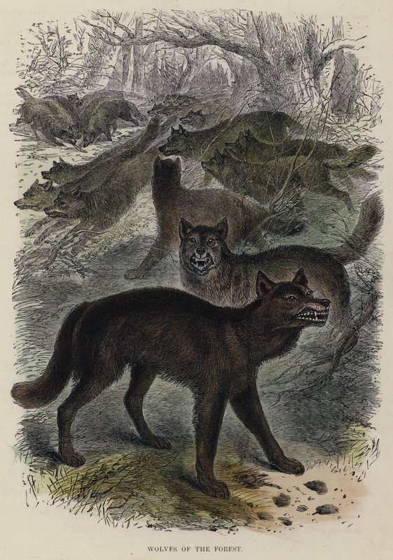 Lobos del Bosque de English School