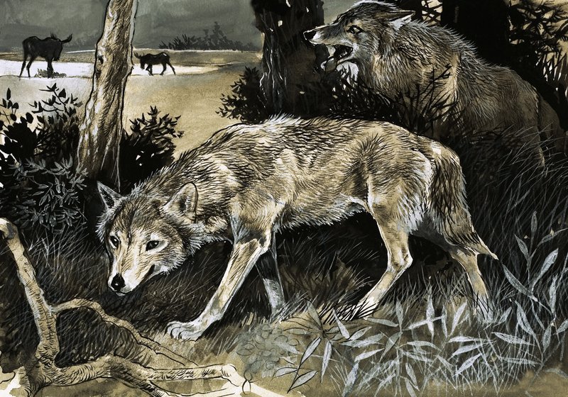 Lobos al acecho de English School