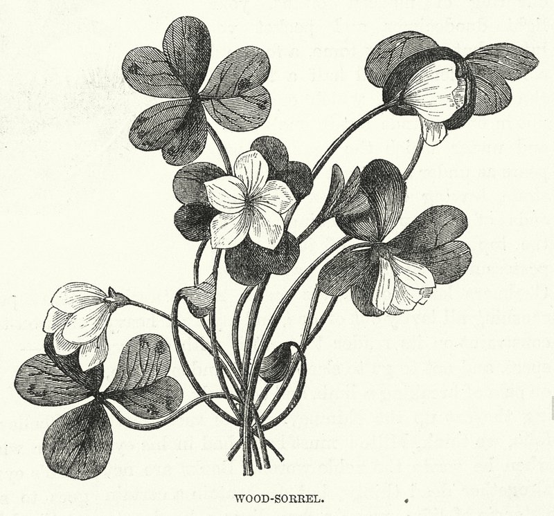Wood-Sorrel (grabado) de English School