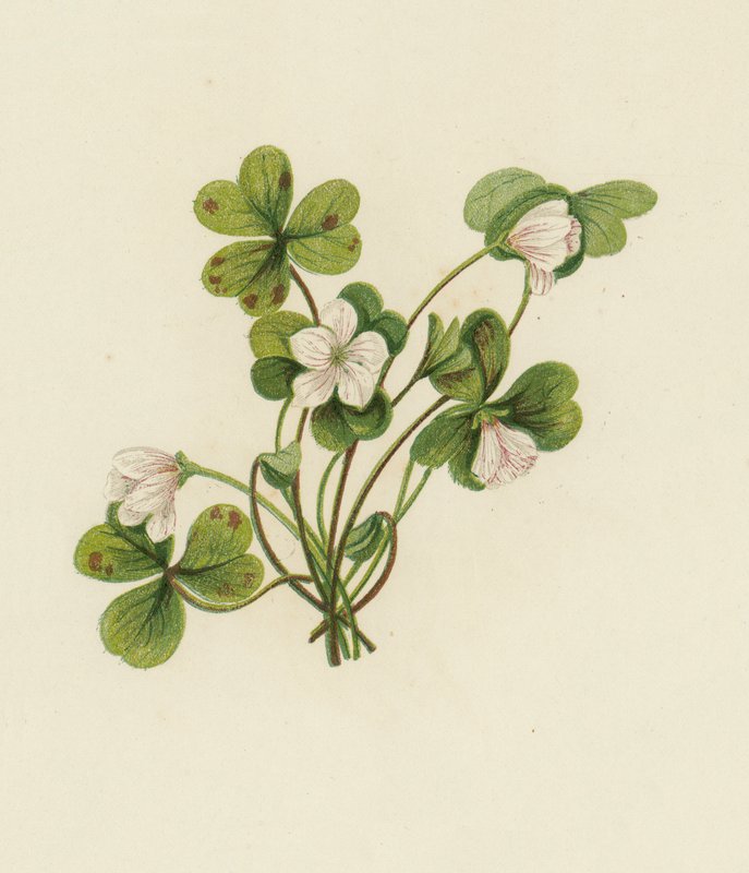Acedera de los bosques, Oxalis Acetosella de English School