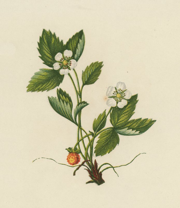 Fresa silvestre, Fragaria Vesca de English School