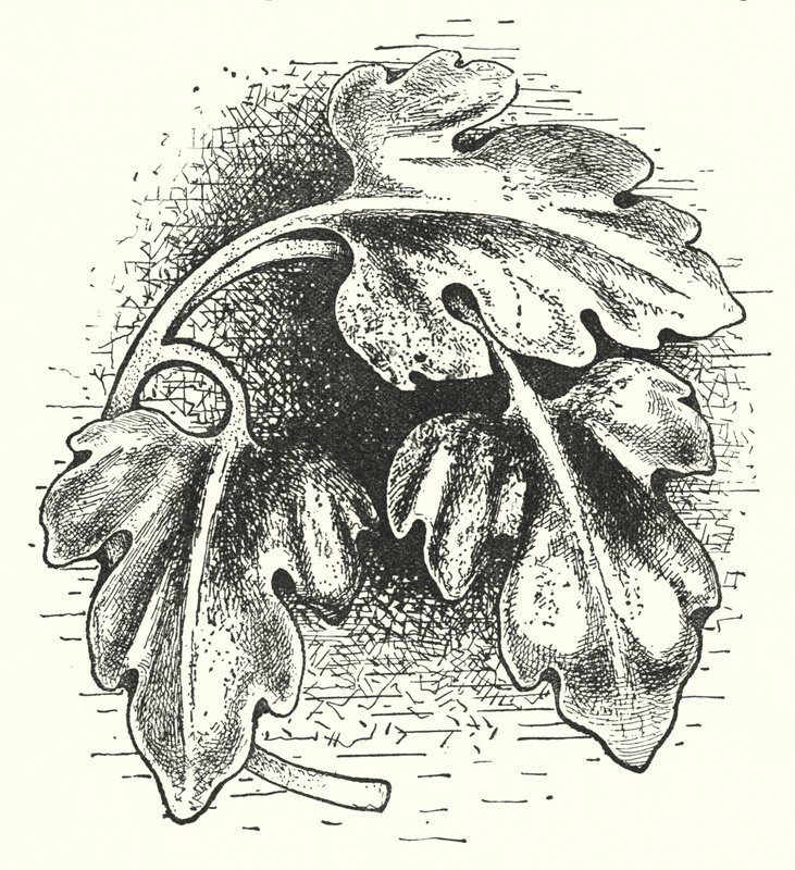Tallado en madera: Hoja (grabado) de English School