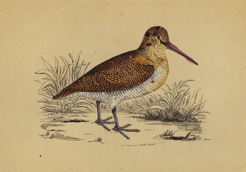 Woodcock (litografía en color) de English School