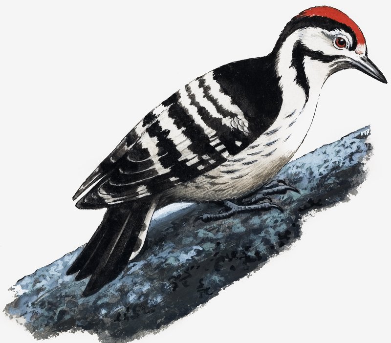 Pájaro Carpintero (Pico Pubescente) de English School