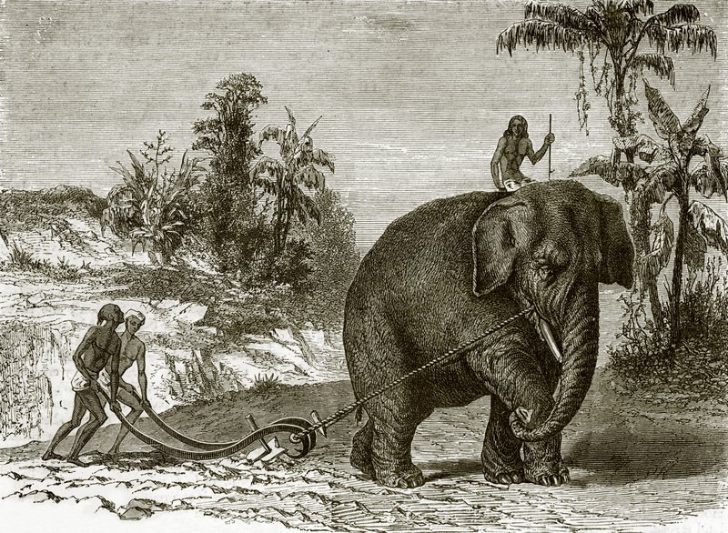 Elefante de trabajo en Ceilán de English School