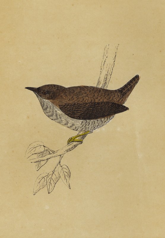 Wren (litografía en color) de English School