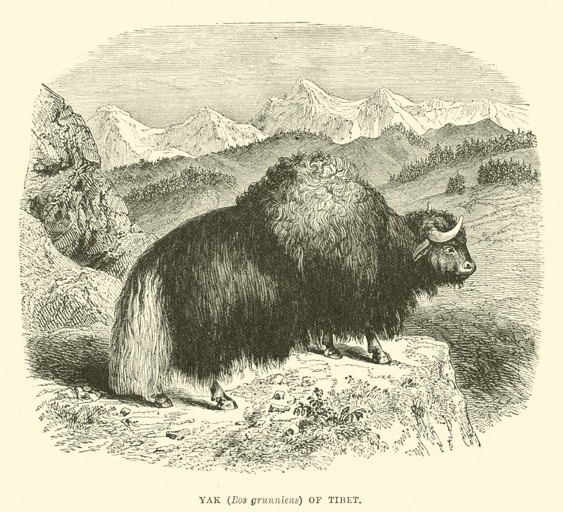 Yak (Bos grunniens) del Tíbet de English School