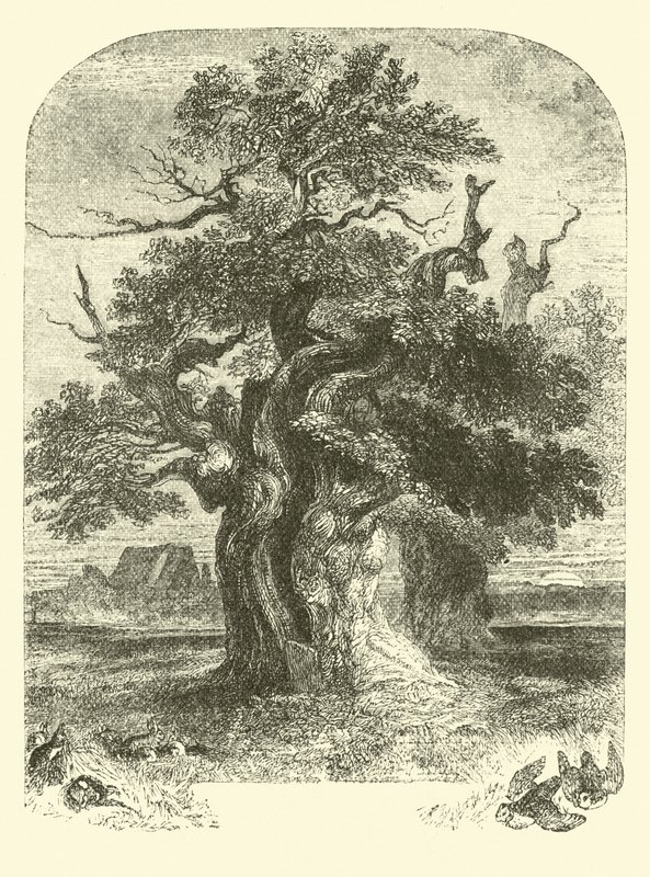 Roble de Yardley de English School