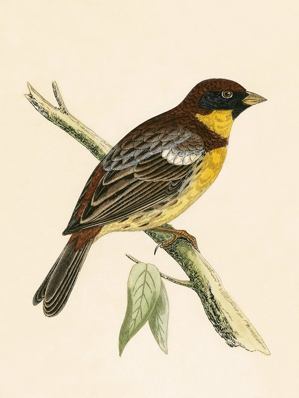 Escribano de pecho amarillo, ilustración de 