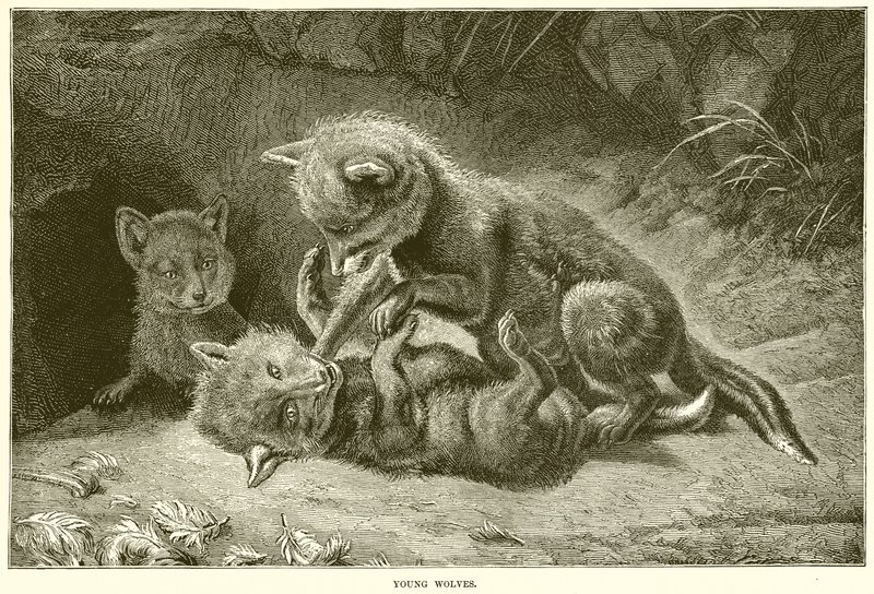 Lobos Jóvenes de English School