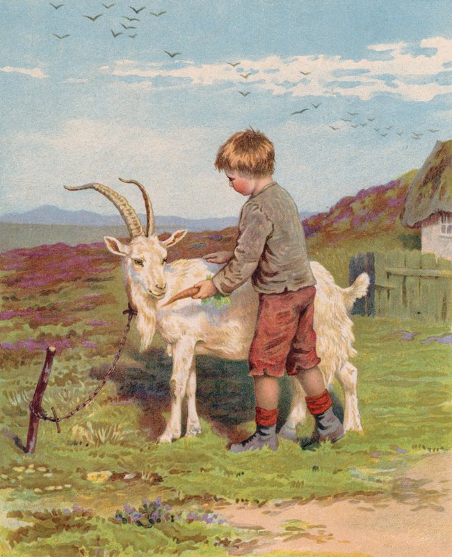Joven alimentando una zanahoria a un macho cabrío en una granja (chromolitho) de English School