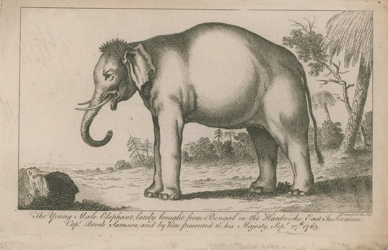 Elefante macho joven de English School