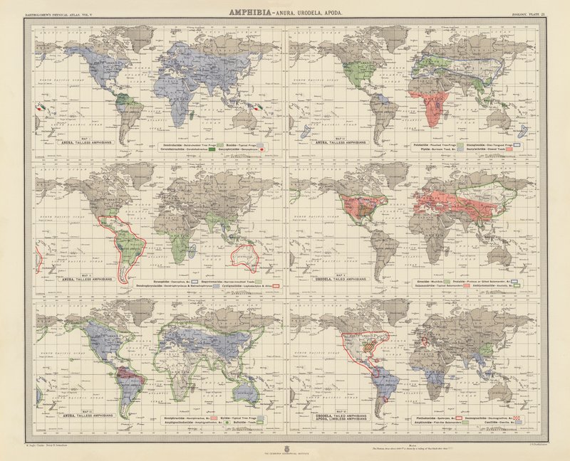 Zoogeografía: Amphibia, Anura, Urodela, Apoda (litografía en color) de English School