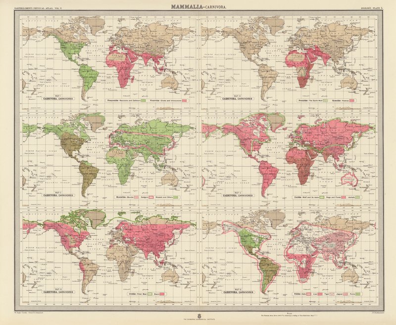 Zoogeografía: Mammalia, Carnivora (litografía en color) de English School