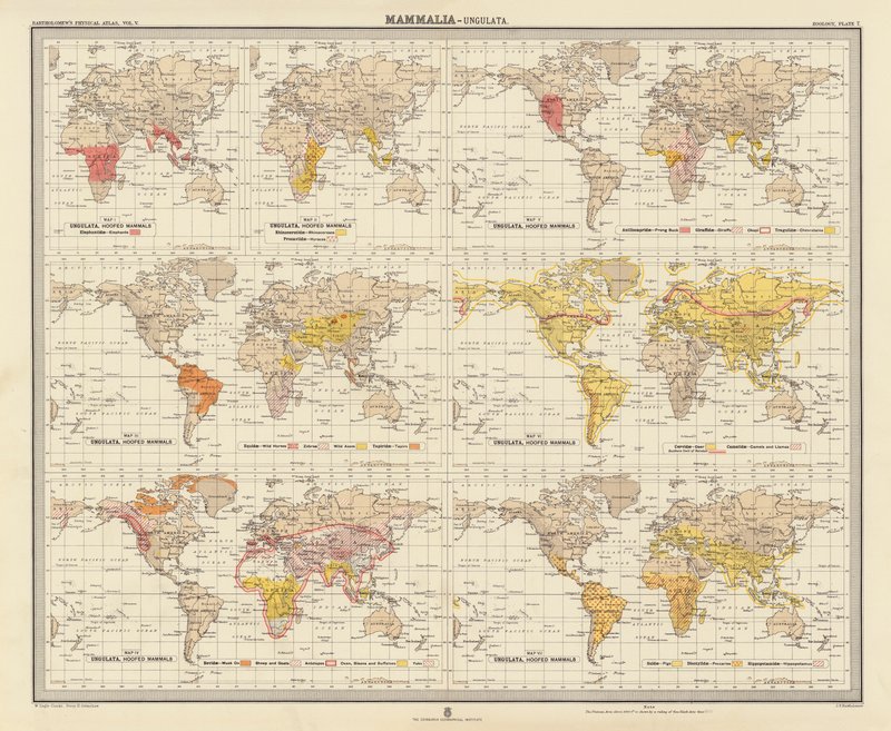 Zoogeografía: Mammalia, Ungulata (litografía en color) de English School