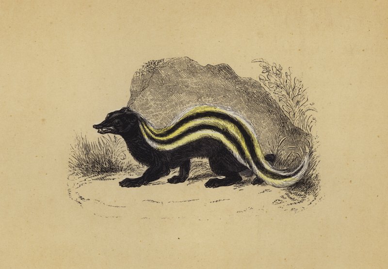 Zorilla (litografía en color) de English School