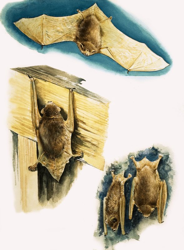 Murciélagos de Eric Tansley