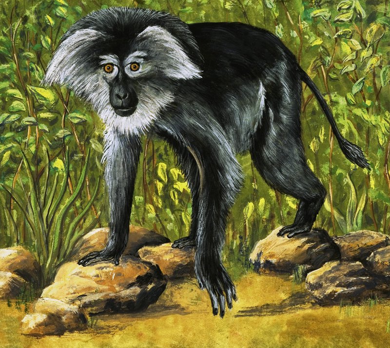Monos extraños de Eric Tansley