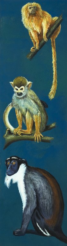 Monos extraños de Eric Tansley