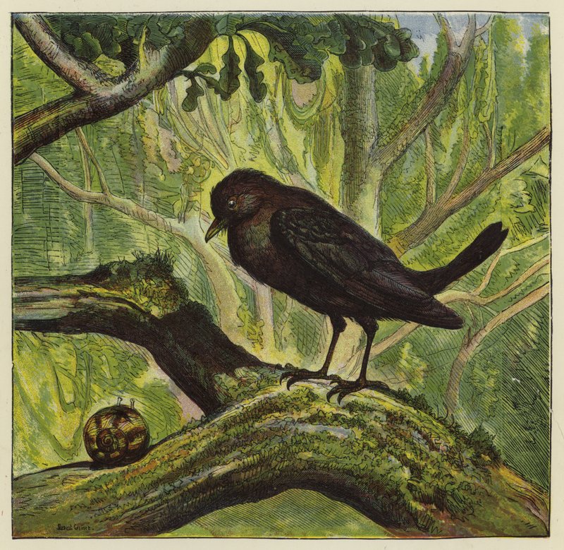Mirlo y caracol de Ernest Henry Griset