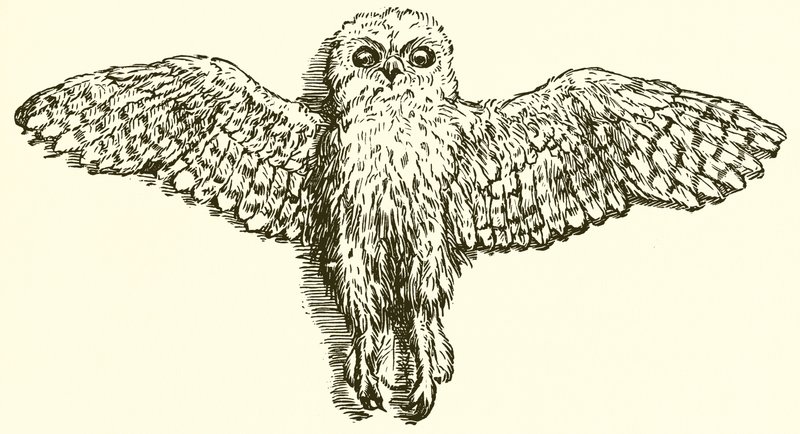 El águila y el búho de Ernest Henry Griset