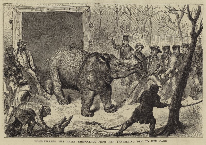Transfiriendo el rinoceronte peludo de su jaula de viaje a su jaula de Ernest Henry Griset