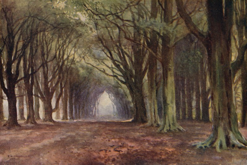 The Beech Avenue, Thoresby (litografía en color) de Ernest William Haslehust