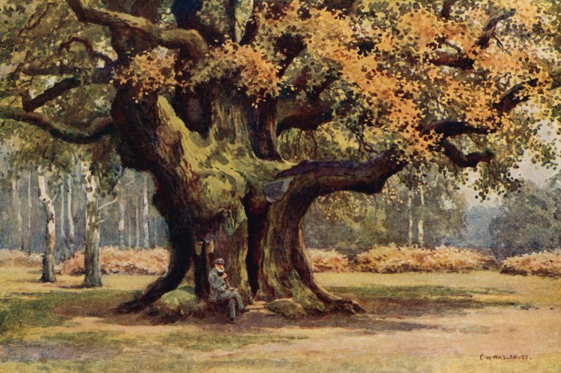 The Major Oak, Thoresby Park (litografía en color) de Ernest William Haslehust