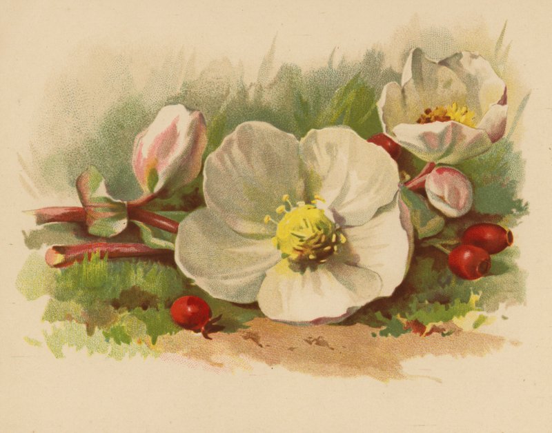 Rosa de Navidad y bayas (cromolito) de Ethel C. Nisbet