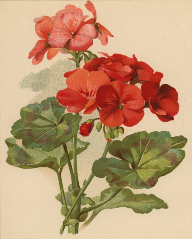 Geranio (cromolito) de Ethel C. Nisbet