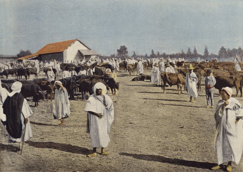 Feria de Ganado en Sidi-Bel-Abbes de European Photographer