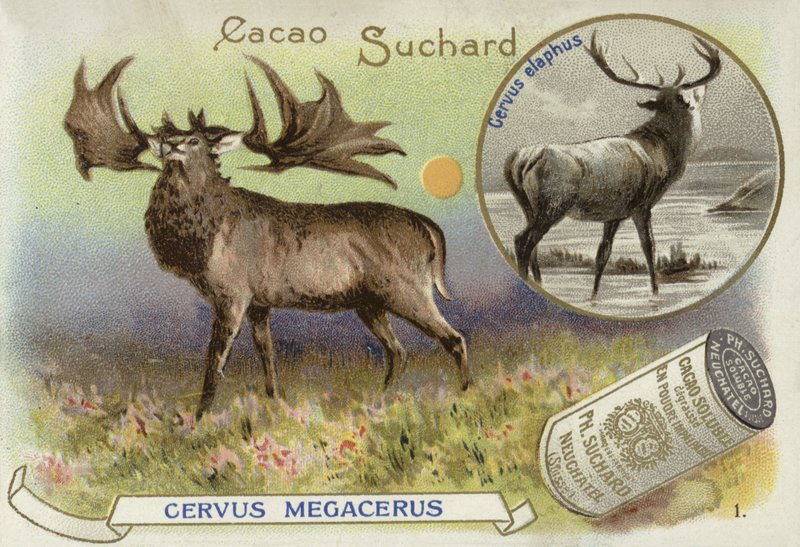 Megaloceros y ciervo rojo de European School