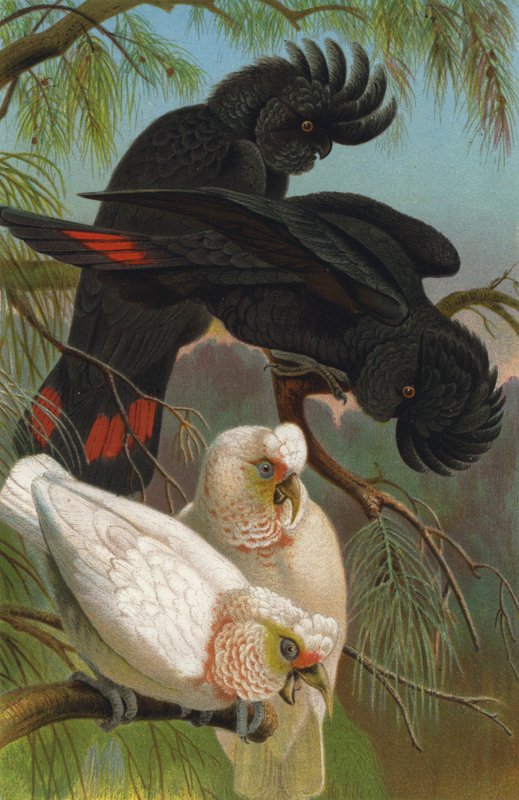 Cacatúa de nariz y cuervo de European School