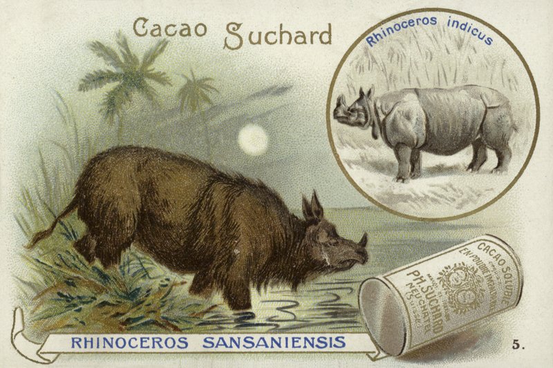 Rinoceronte Sansaniensis y rinoceronte indio de European School