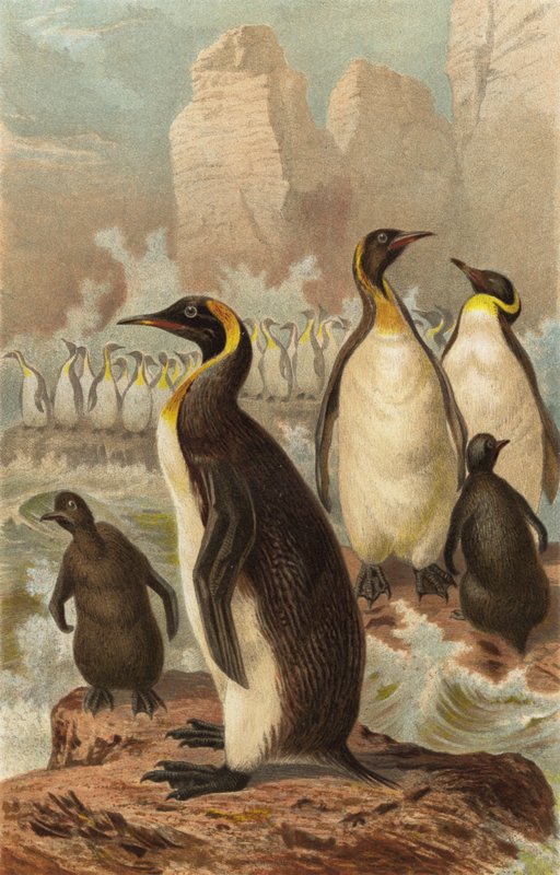 Pingüino Gigante de European School