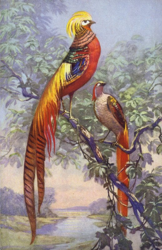 Pájaro tropical o exótico en un entorno natural de European School