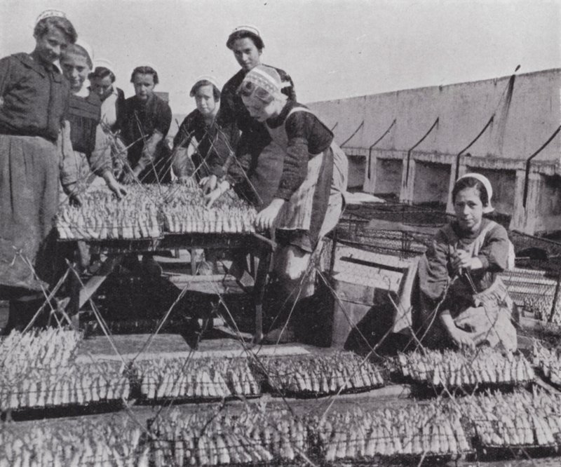 Secado de sardinas de European Photographer