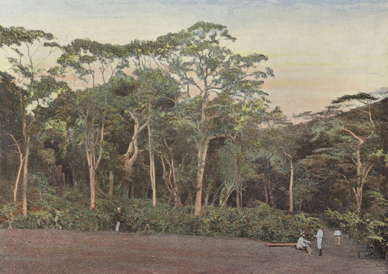 Plantación de Café bajo Bosques de Maoulis de European Photographer