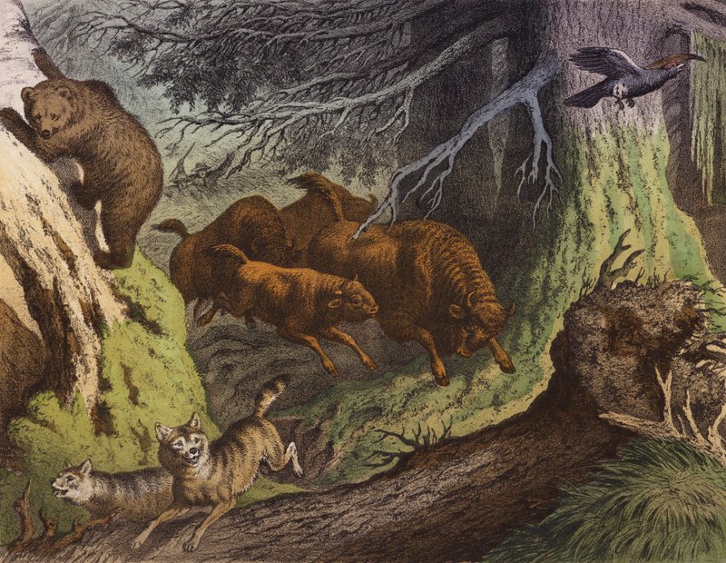 Un bosque ruso, con el oso, el bisonte ruso y el lobo (litografía en color) de European School