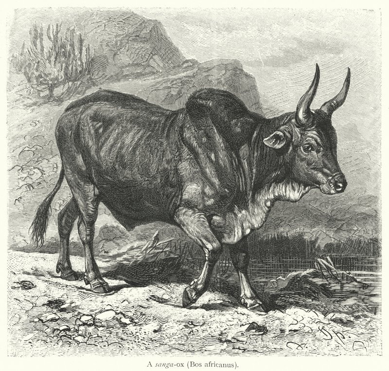 Un buey sanga, Bos africanus de European School