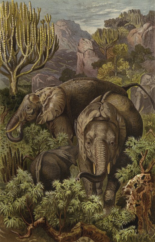 Elefante africano de European School
