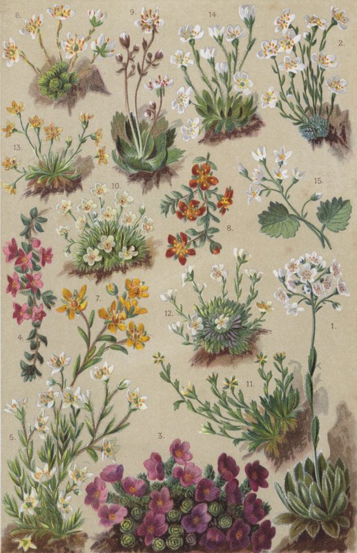 Flora alpina de European School