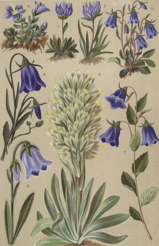 Flora alpina de European School