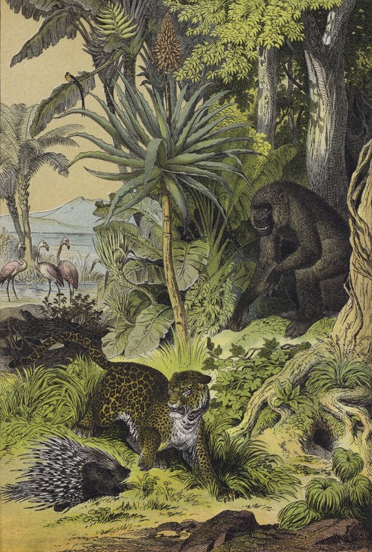 Animales y plantas de Guinea Ecuatorial de European School