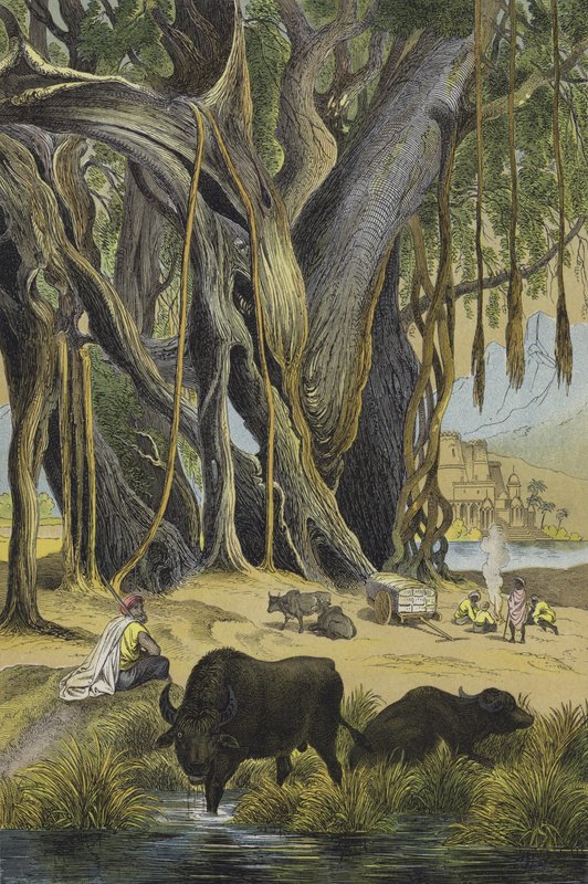 Animales y plantas de la India de European School